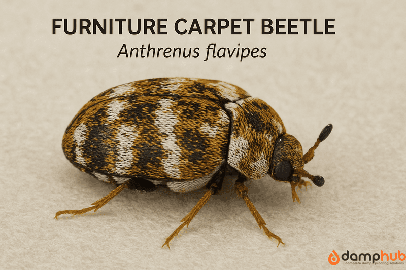 A high-resolution, wide landscape macro photograph of a Furniture Carpet Beetle (Anthrenus flavipes) on a beige textured surface. The beetle’s oval body is patterned with white, yellow, and dark brown scales, and fine details of its legs, antennae, and head are clearly visible. Above the insect, but not too close, is a label reading “FURNITURE CARPET BEETLE” in bold black text, with the scientific name “Anthrenus flavipes” in italicized font below it.