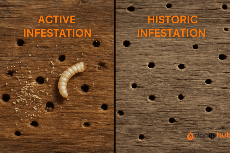 A side-by-side, realistic landscape image showing the difference between an active and historic woodworm infestation in timber beams. The left side, labeled "Active Infestation" at the vertical center in orange (#F96C25), shows fresh boreholes, frass (wood dust), moist and darker wood, and visible woodworm larvae. The right side, labeled "Historic Infestation" at mid-height in the same orange text, shows dry wood with clean-edged, empty boreholes and no frass, indicating a past infestation. Lighting highlights the contrast in wood texture and condition between the two sides.