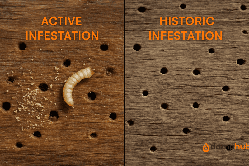 A side-by-side, realistic landscape image showing the difference between an active and historic woodworm infestation in timber beams. The left side, labeled "Active Infestation" at the vertical center in orange (#F96C25), shows fresh boreholes, frass (wood dust), moist and darker wood, and visible woodworm larvae. The right side, labeled "Historic Infestation" at mid-height in the same orange text, shows dry wood with clean-edged, empty boreholes and no frass, indicating a past infestation. Lighting highlights the contrast in wood texture and condition between the two sides.